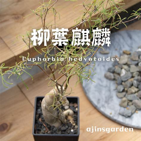 柳葉麒麟照顧|如何栽培和照顧麒麟座多肉植物：完整指南 